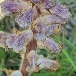 Orobanche crenata फूल