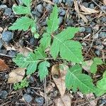 Koelreuteria paniculata Leaf