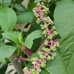 Phytolacca americanaBlatt