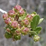 Ceanothus cuneatus Fruct