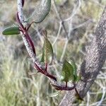 Xylococcus bicolor Yaprak