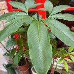 Sauromatum venosum Hoja