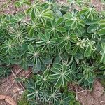 Lupinus albus Leaf