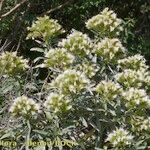Echium brevirame Staniste