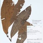 Guatteria megalophylla Leaf