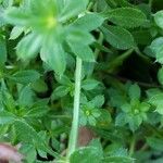 Galium aparine кора