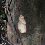 Shirakiopsis elliptica Bark