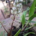 Polystachya elegans Flower