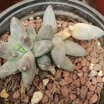 Pachyphytum compactum Liść