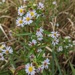 Symphyotrichum puniceum Flower