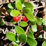 Arctostaphylos uva-ursiПлод