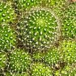 Rebutia minuscula Leaf
