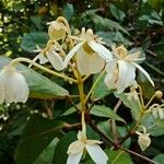 Clerodendrum indicum Floro