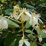 Clerodendrum indicum Blüte