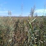 Phragmites australisBlad