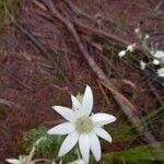 Actinotus helianthi Flower
