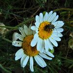 Anthemis ruthenica Flors