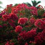 Bougainvillea × buttianaVirág