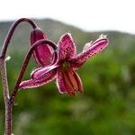 Lilium martagonFloro