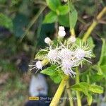 Chromolaena odorata 花