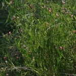 Lathyrus sylvestris Habit