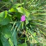 Centaurea nigrescensЦветок