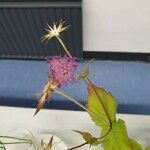 Knautia drymeia Flower