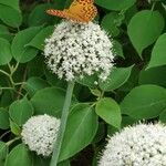 Allium cepa Flower