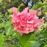 Hibiscus fragilis Flower