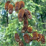 Picea abies Плод