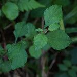 Cyanthillium cinereum Hoja