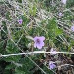 Erodium cicutarium花