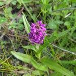 Dactylorhiza incarnataFlower