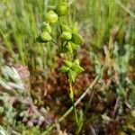 Scheuchzeria palustris Ovoce