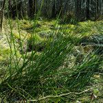 Juncus effusus Fuelha