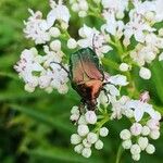 Sambucus ebulus Flor