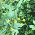 Senecio cacaliaster फूल