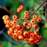 Pyracantha crenulata Plod