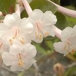 Rhododendron tuba