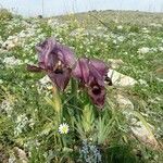 Iris haynei Hábito