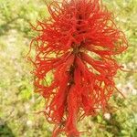 Erythrina abyssinica Цвят
