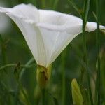 Calystegia longipes Кветка