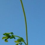 Lotus corniculatus ശീലം