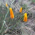 Eschscholzia californicaLorea