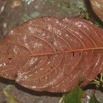 Sabicea calycina Hoja