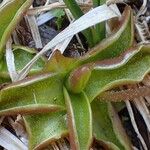 Pinguicula alpina Fruit