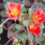 Portulaca umbraticola 花