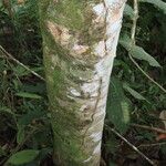 Inga sapindoides Corteza