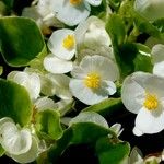 Begonia cucullata Blüte