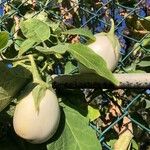 Solanum melongena Fruchs